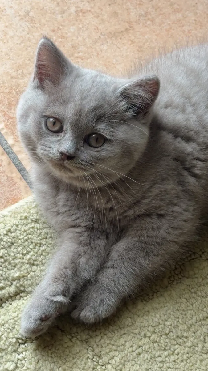 Brithsh kitten - Image 1