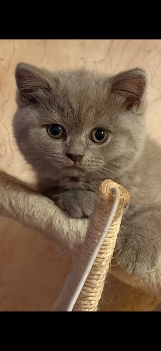 Brithsh kitten - Image 2