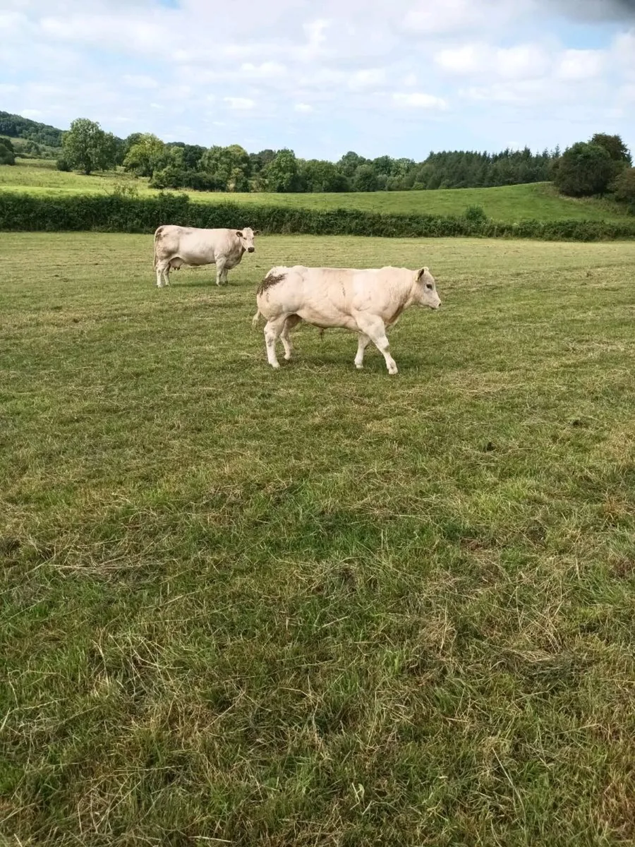 Cattle - Image 2