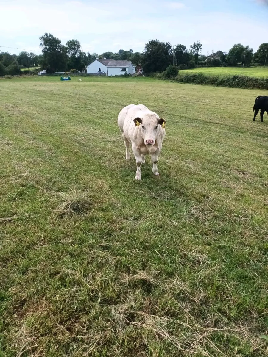 Cattle - Image 1