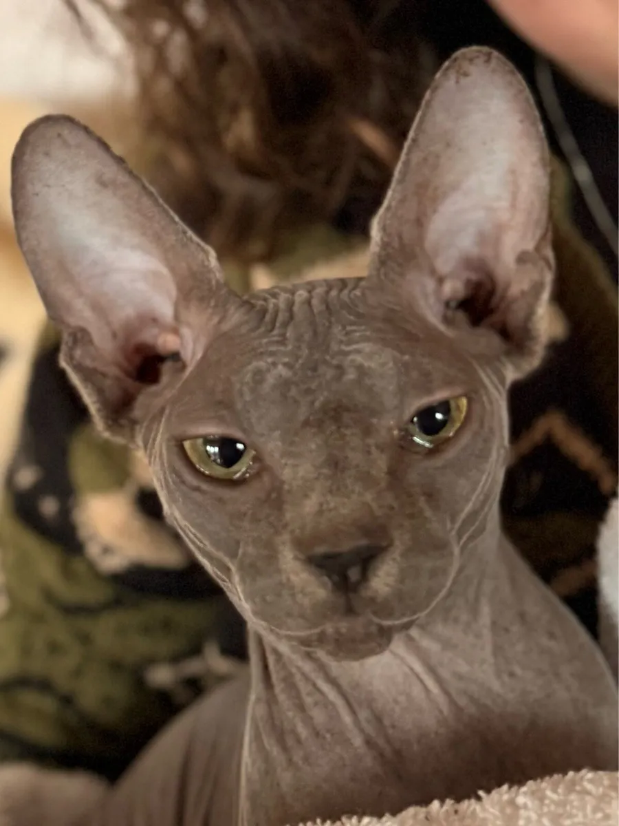 Spayed Sphynx Cat + Litter Robot - Image 1