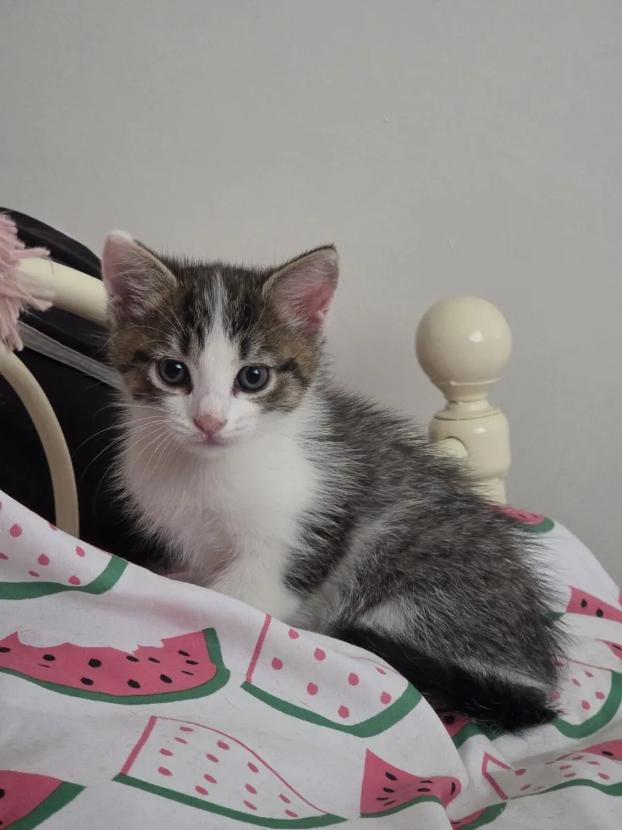Kitten - Image 2