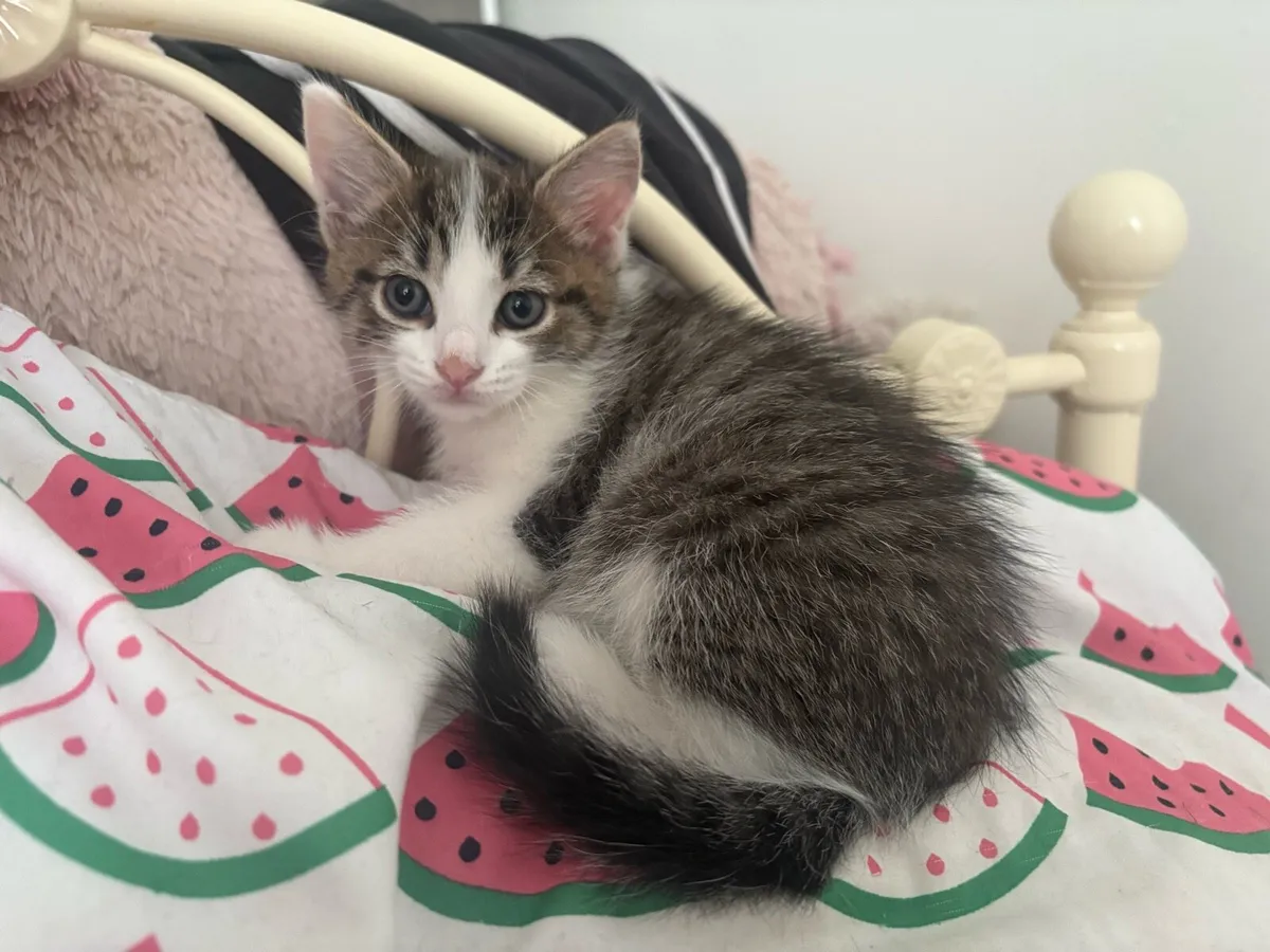 Kitten - Image 3