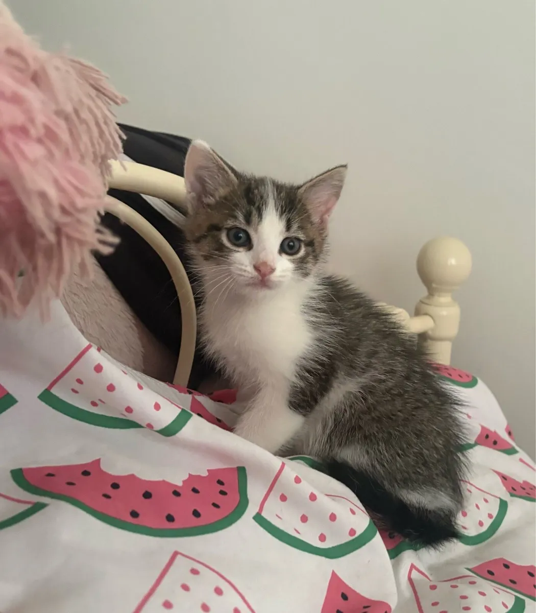Kitten - Image 4