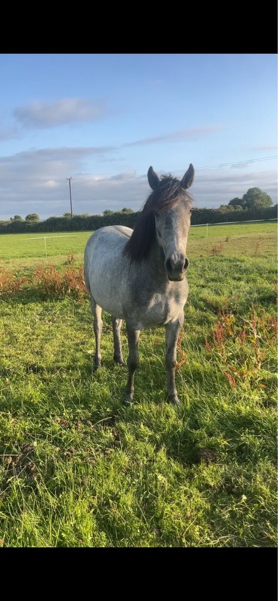 Yearling filly’s - Image 1