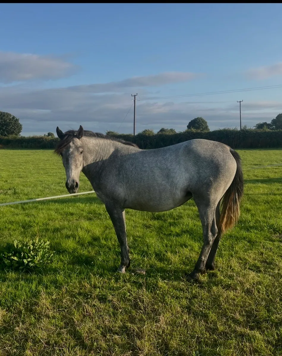 Yearling filly’s - Image 2