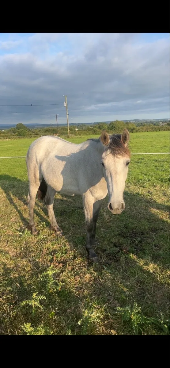 Yearling filly’s - Image 3