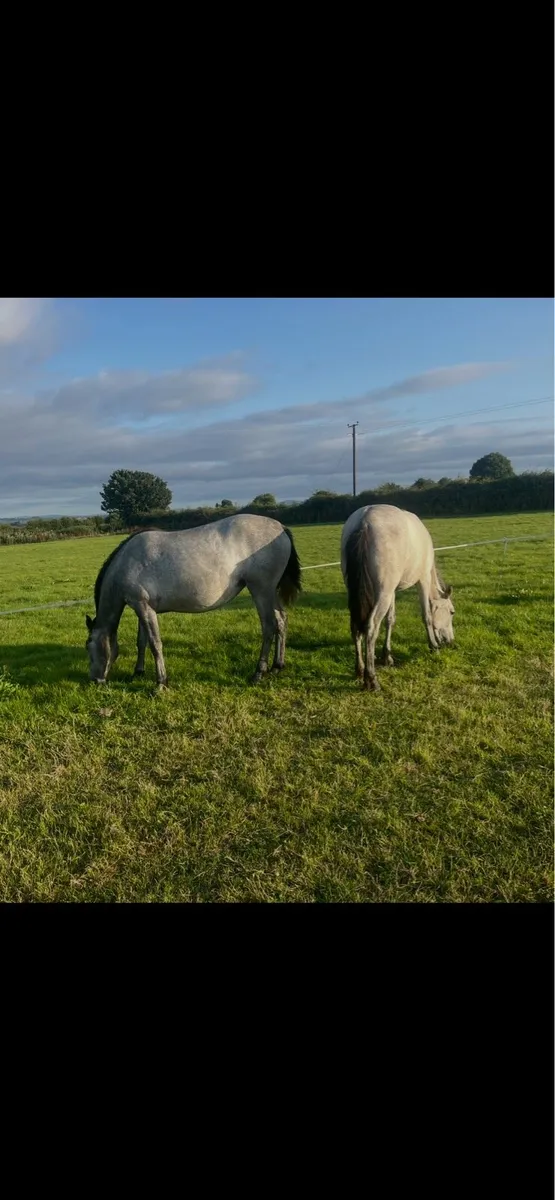 Yearling filly’s - Image 4
