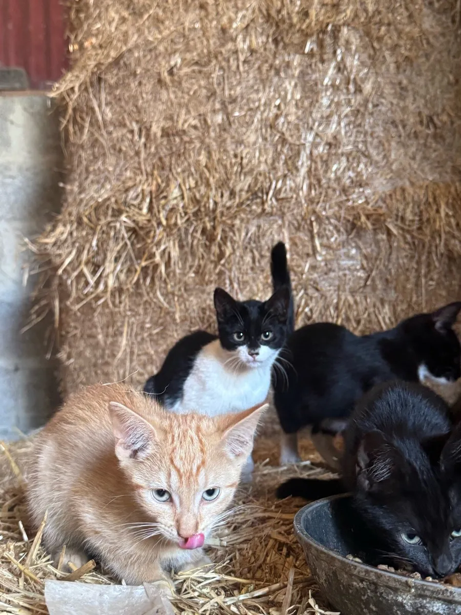 Beautiful friendly kittens - Image 1