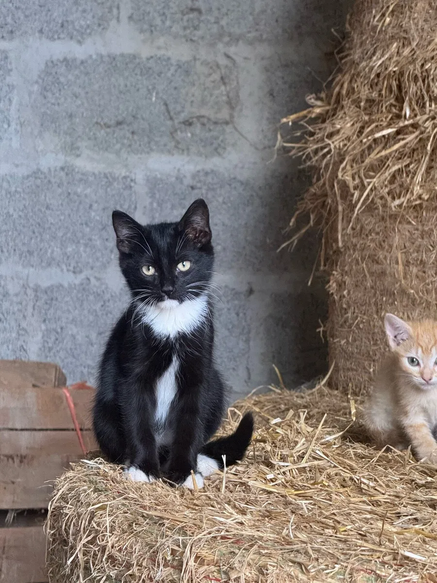 Beautiful friendly kittens - Image 3