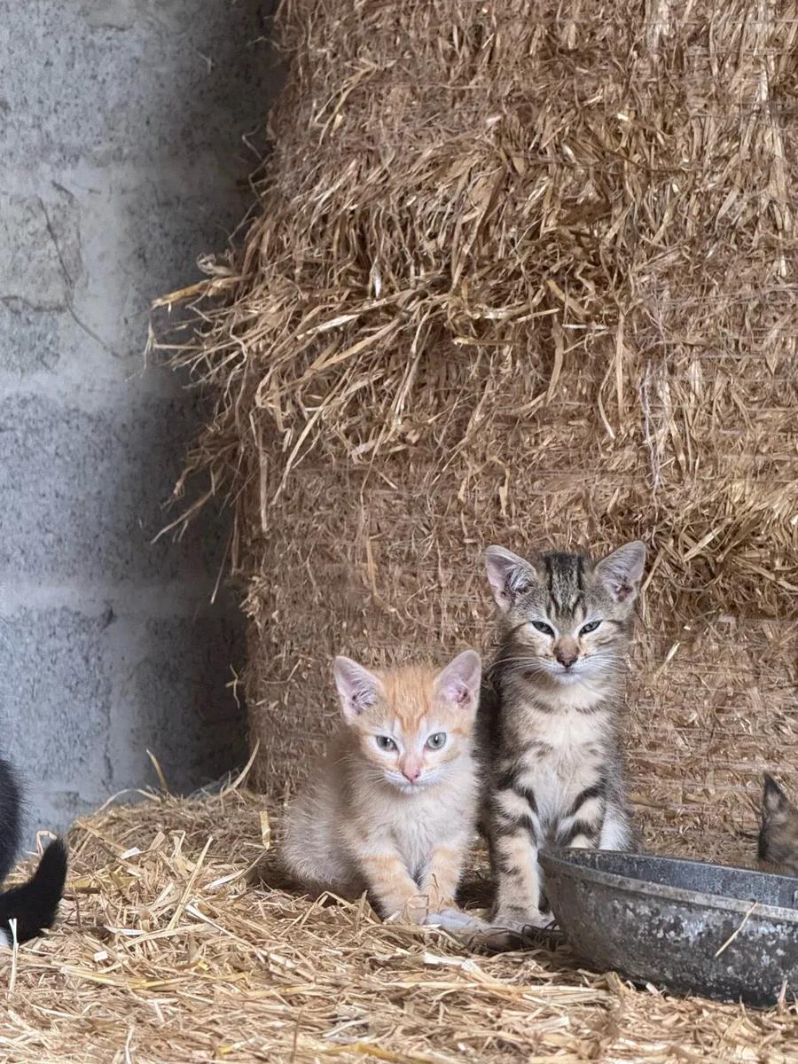 Beautiful friendly kittens - Image 2