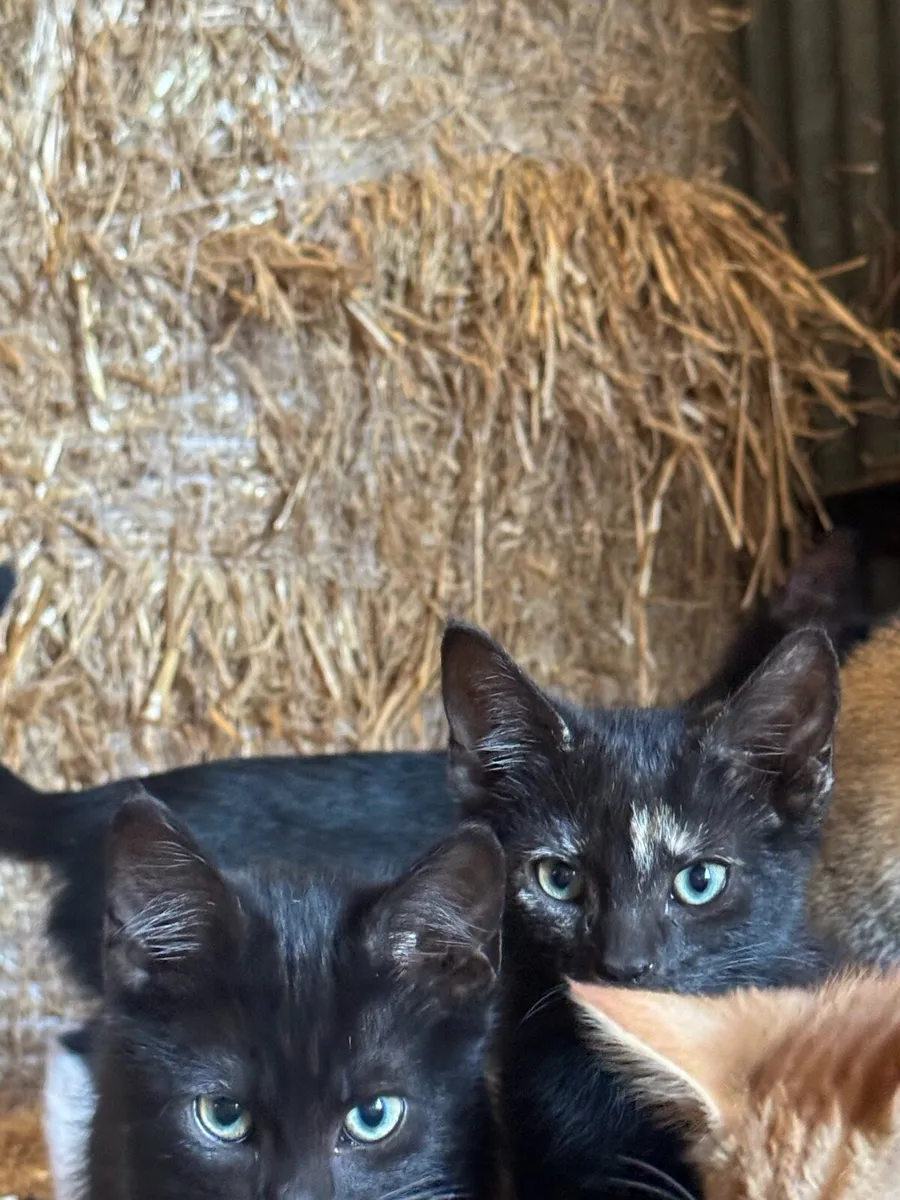 Beautiful friendly kittens - Image 4