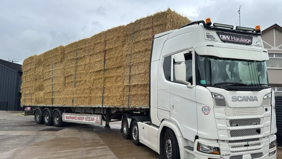 STRAW - Image 2