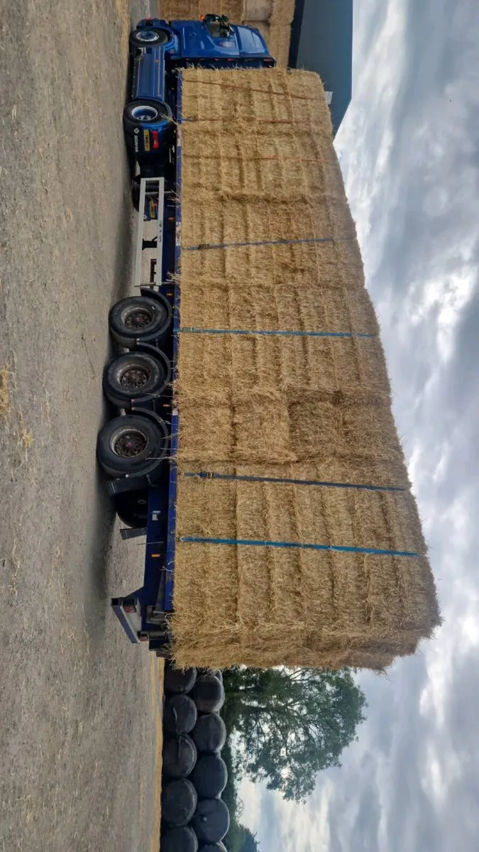 STRAW - Image 3