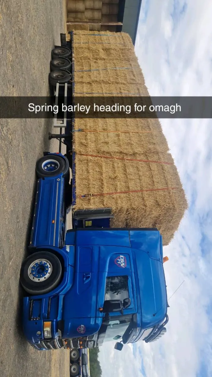 STRAW - Image 4