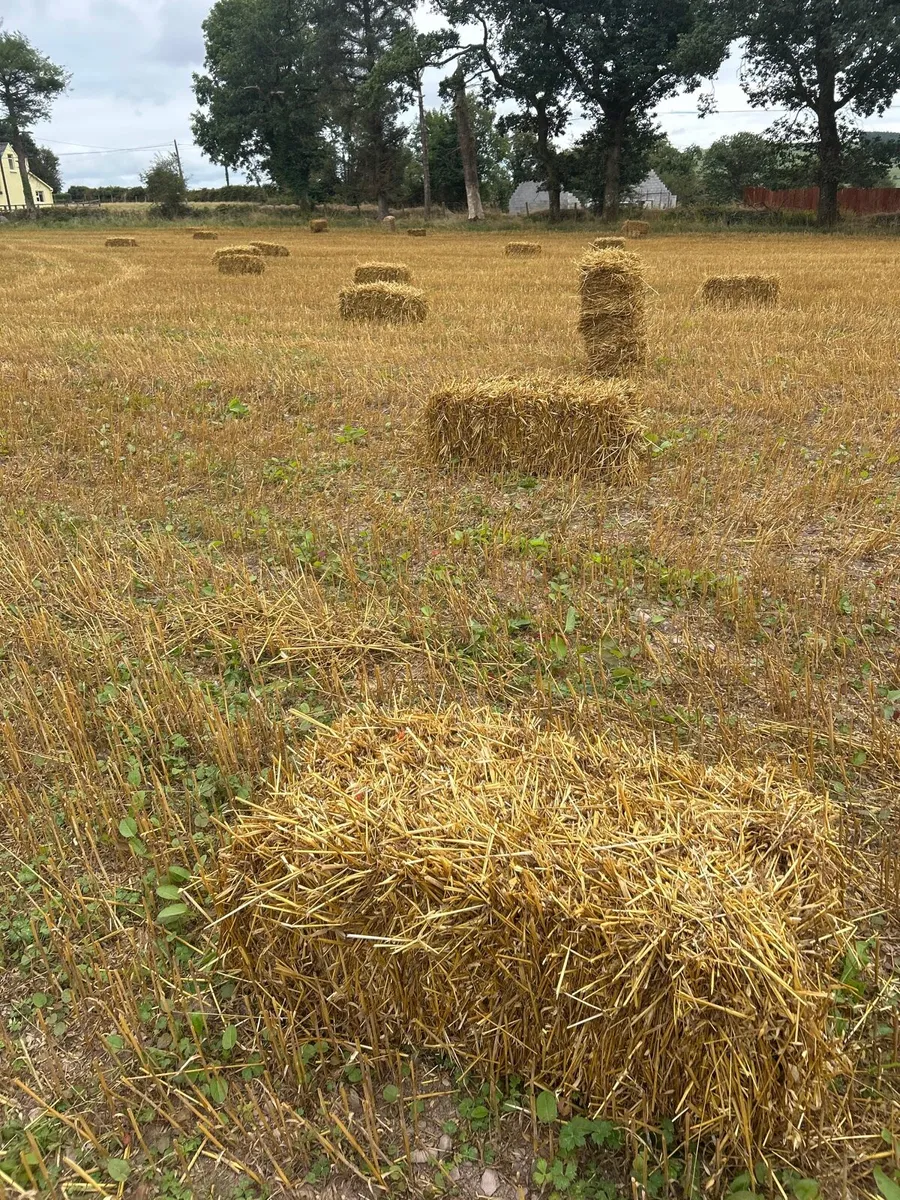 Organic square hay and straw bales