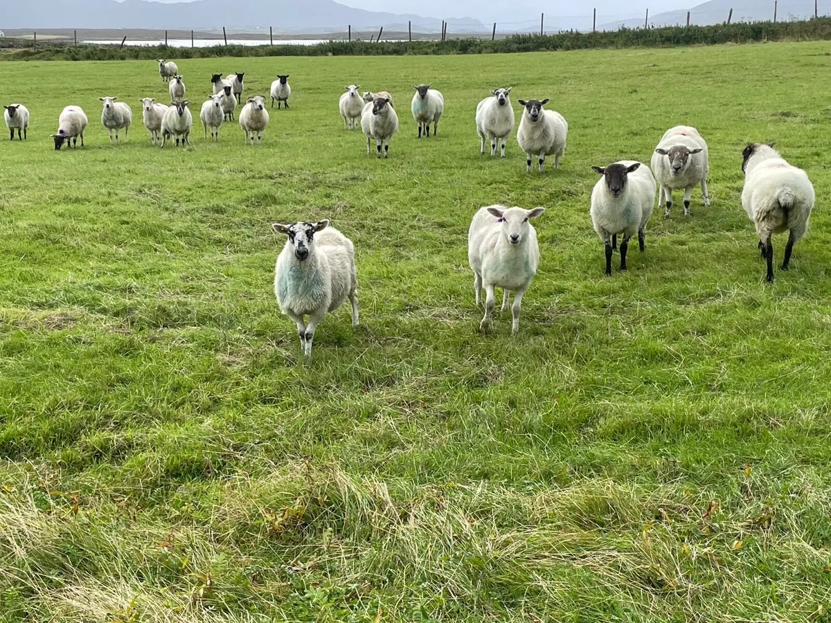 2 year old ewes - Image 3