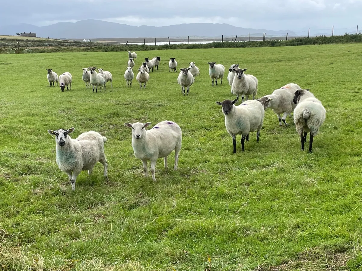 2 year old ewes - Image 1