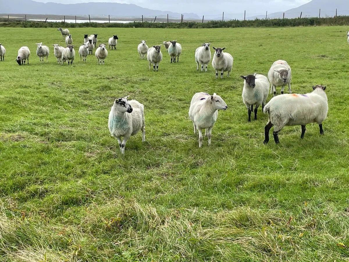 2 year old ewes - Image 2