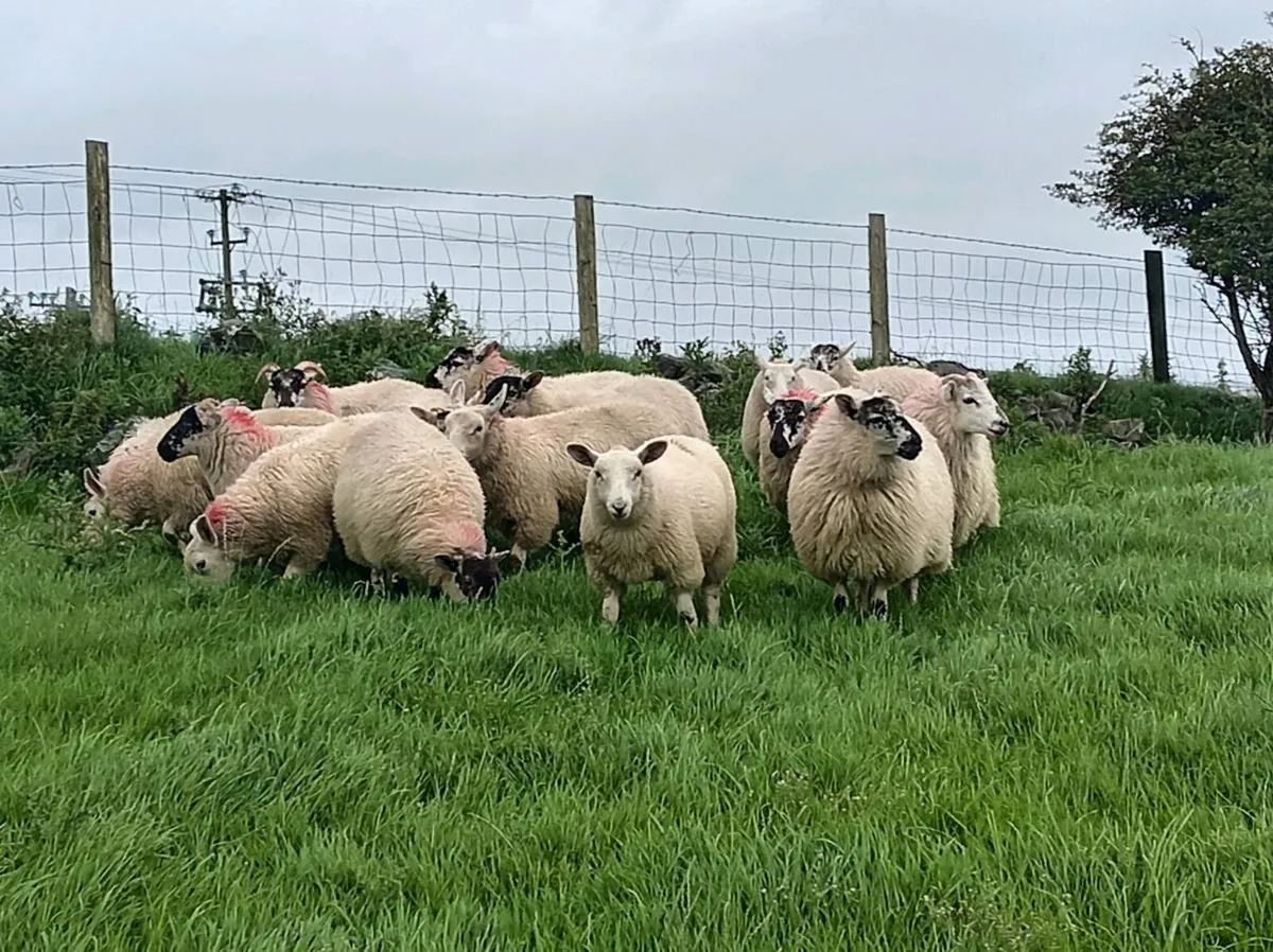 16 Ewe lambs - Image 1