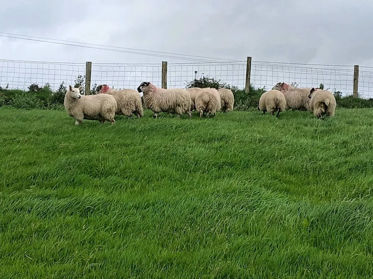 16 Ewe lambs - Image 2