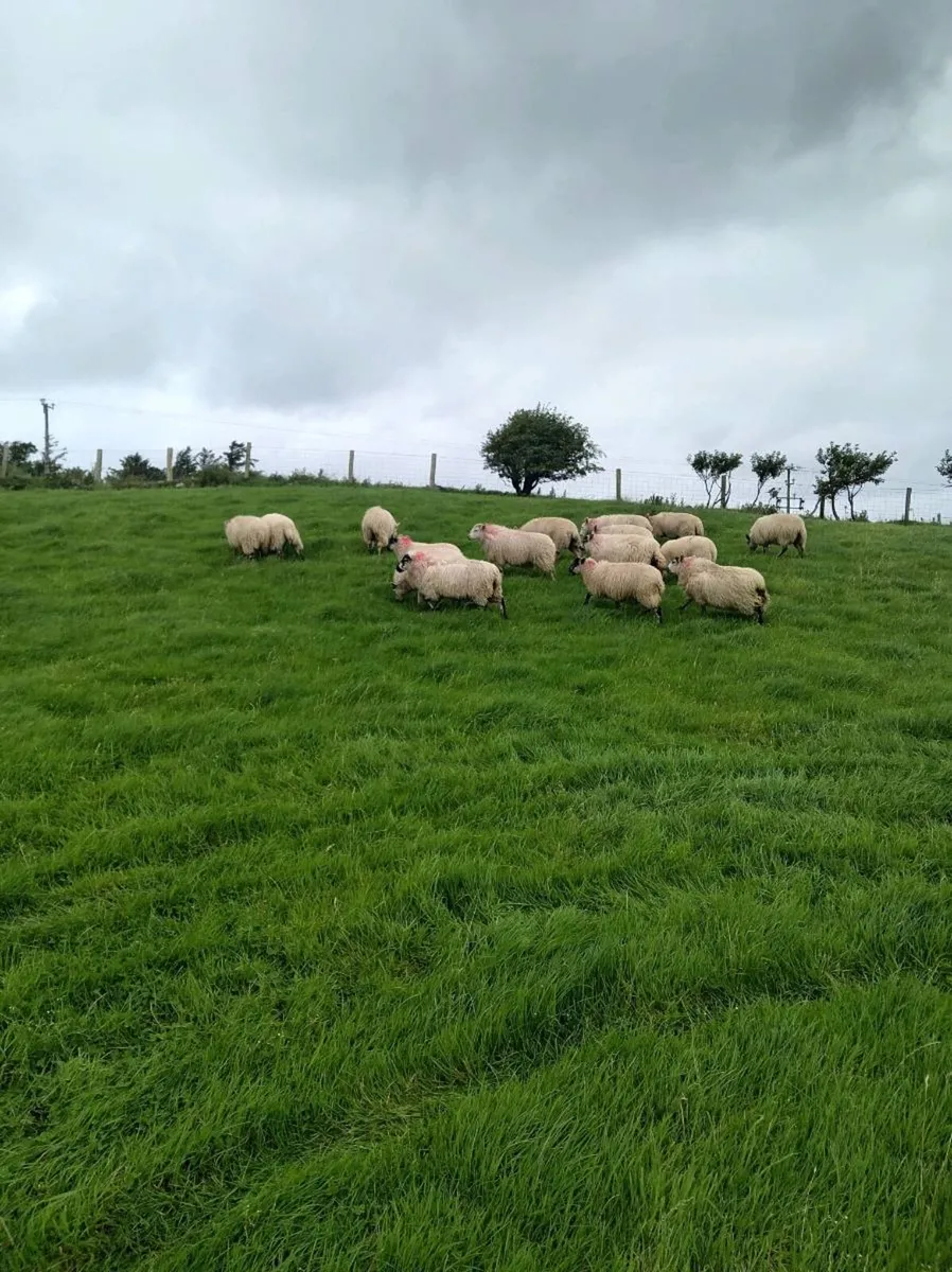 16 Ewe lambs - Image 3