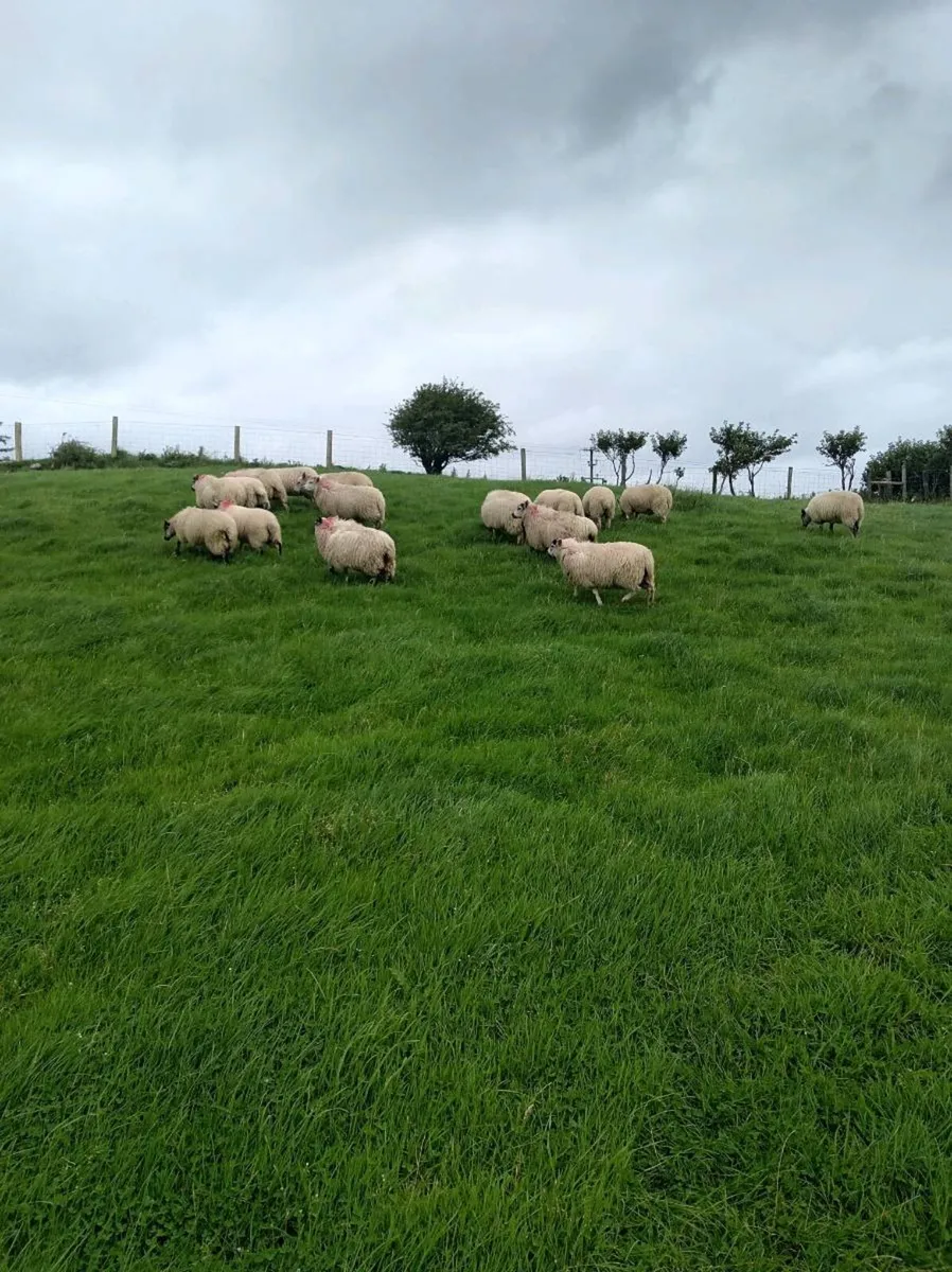 16 Ewe lambs - Image 4