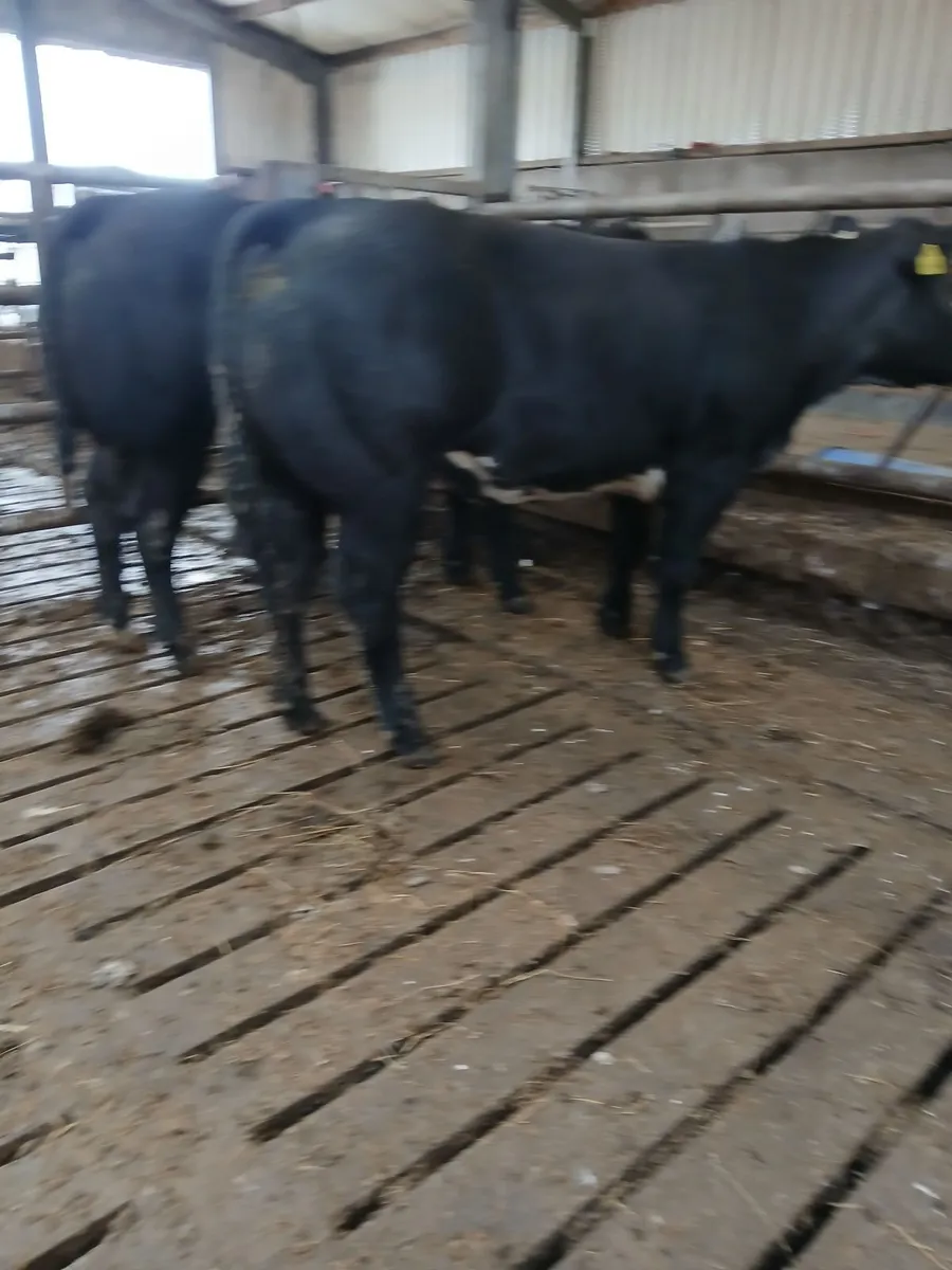 Show heifers balla mart this evening - Image 3