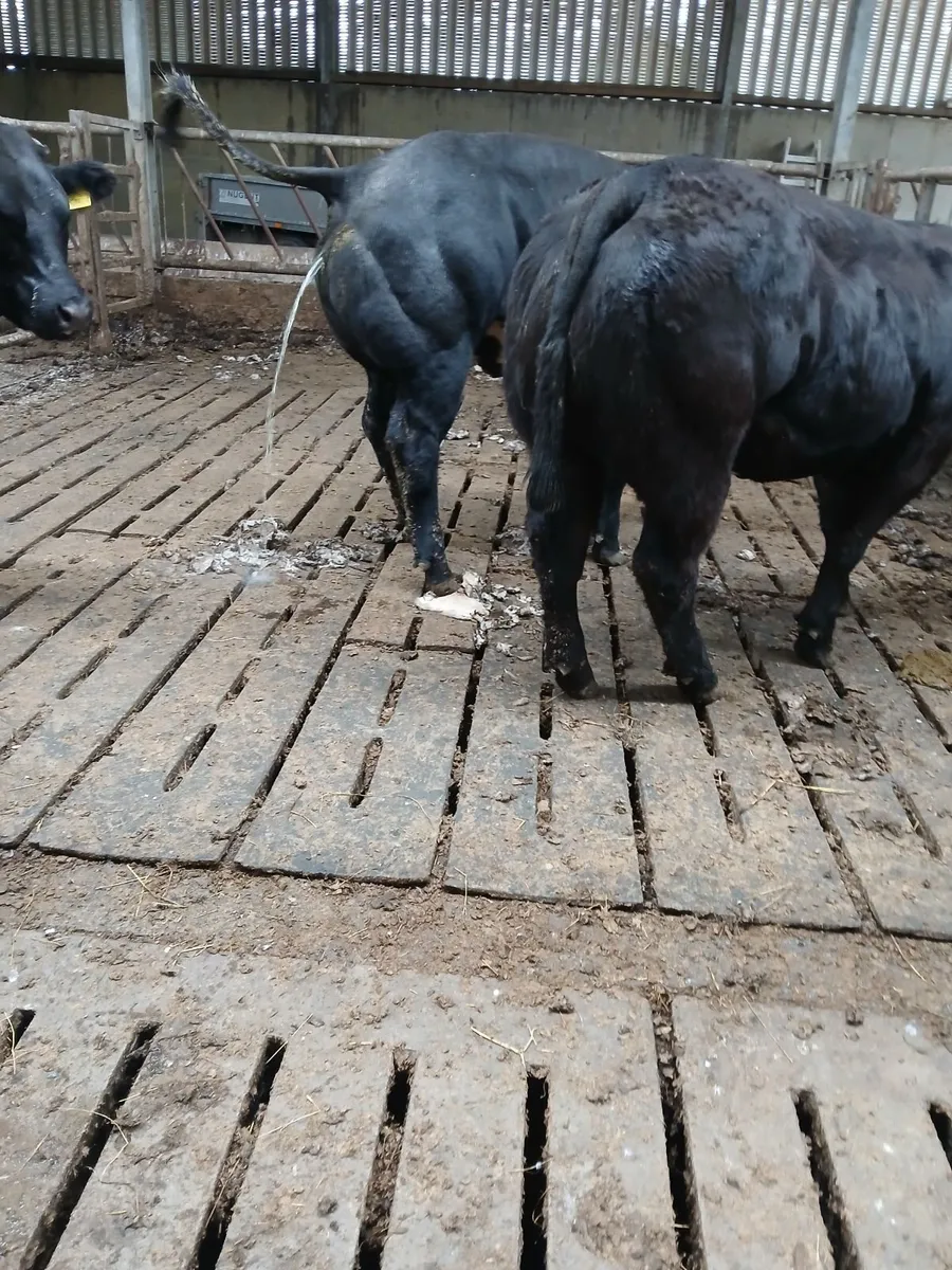 Show heifers balla mart this evening - Image 4