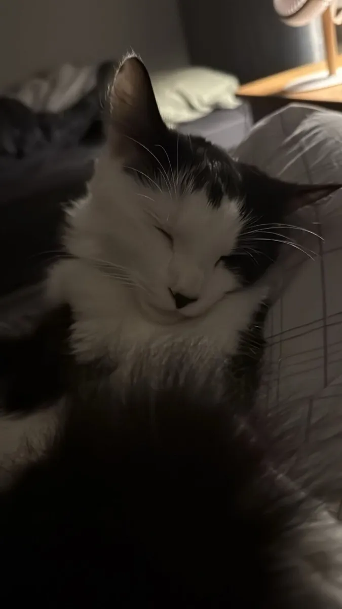 1 year old cat - Image 3