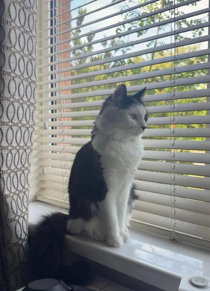 1 year old cat - Image 1