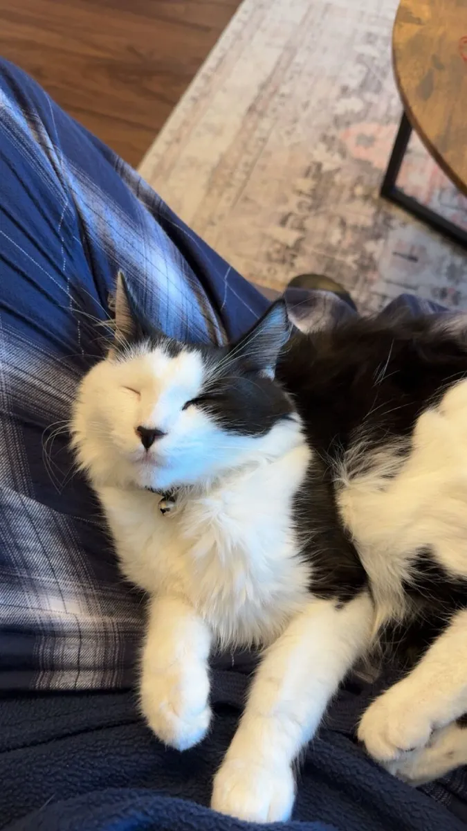 1 year old cat - Image 2