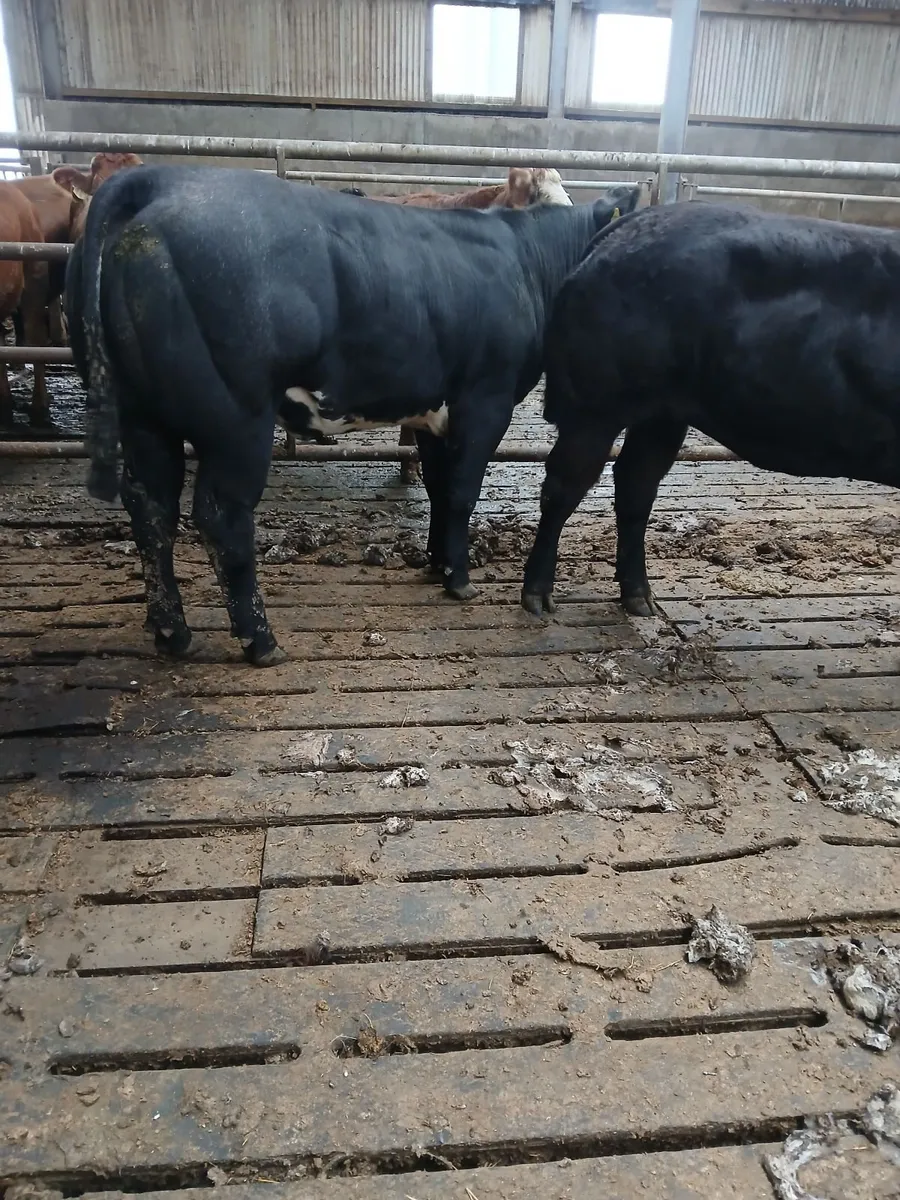 Show heifers balla mart this evening - Image 1