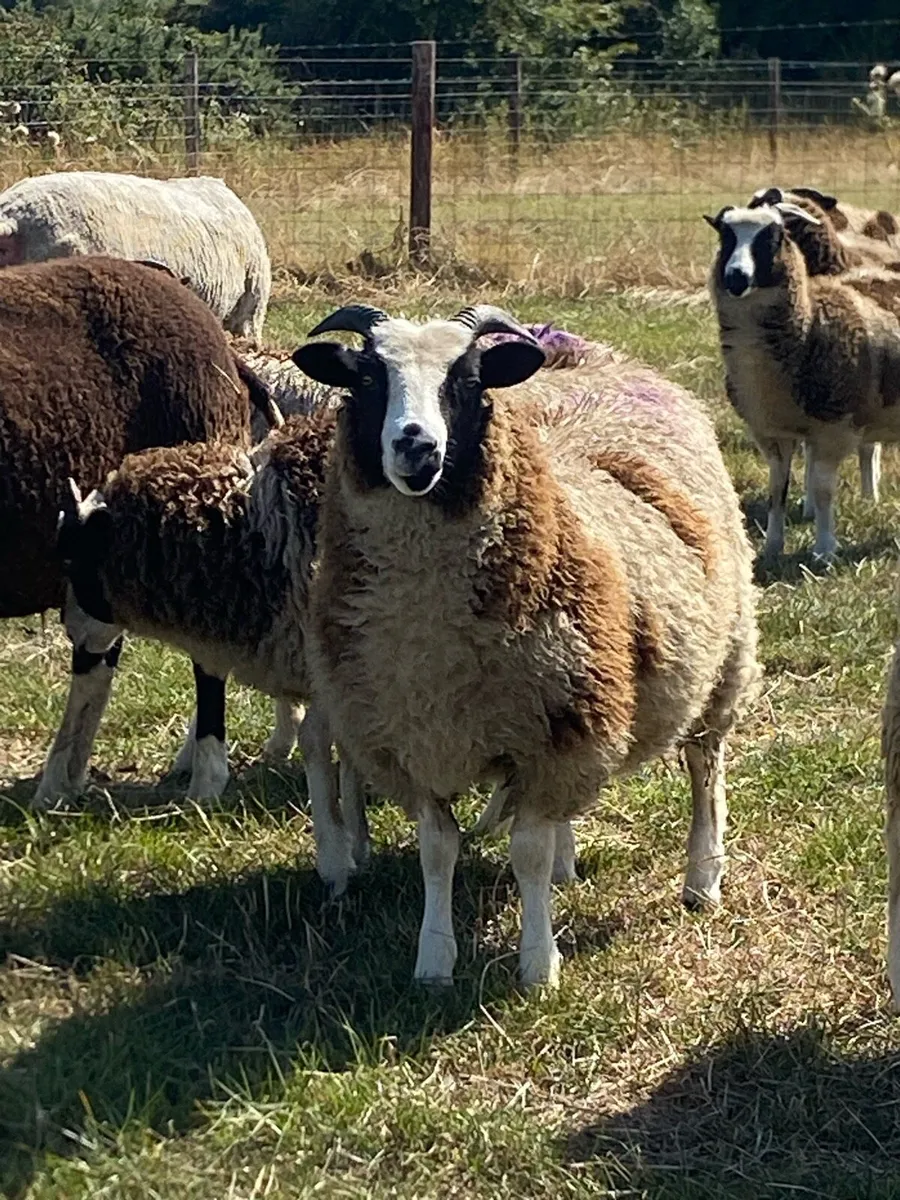 Jacob ewe lambs - Image 2