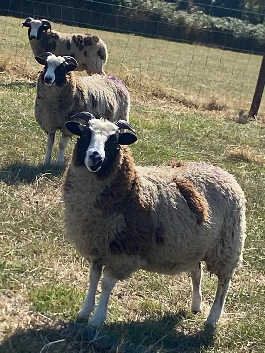 Jacob ewe lambs - Image 1