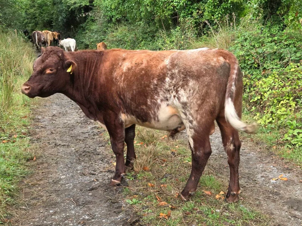 Shorthorn bull PBR SH809 5 star - Image 2