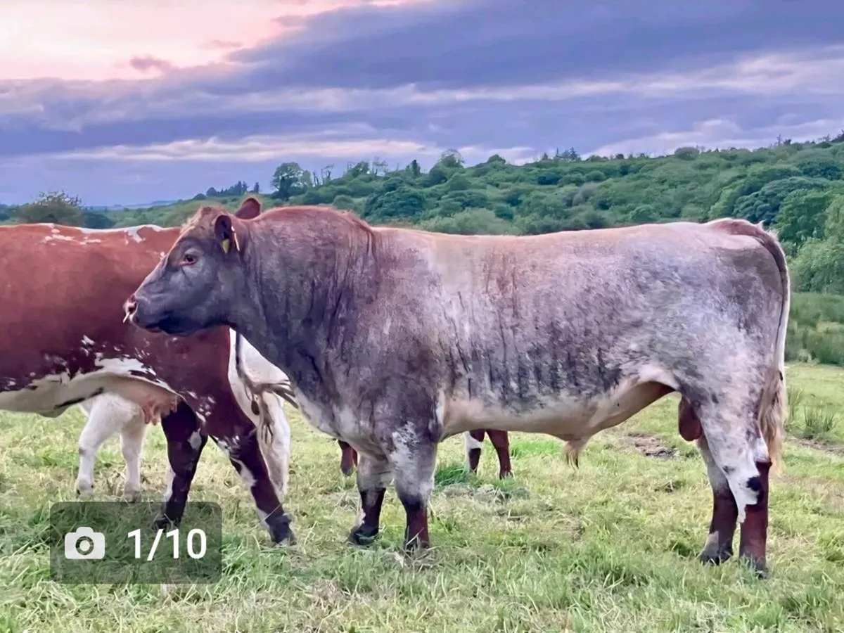 Shorthorn bull PBR SH809 5 star - Image 1