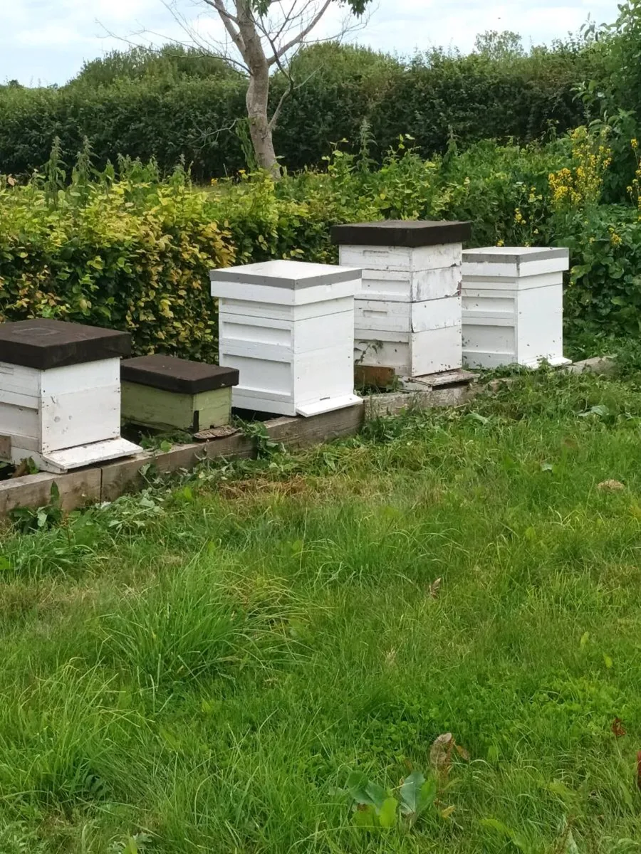 Bees and bee keeping - Image 1