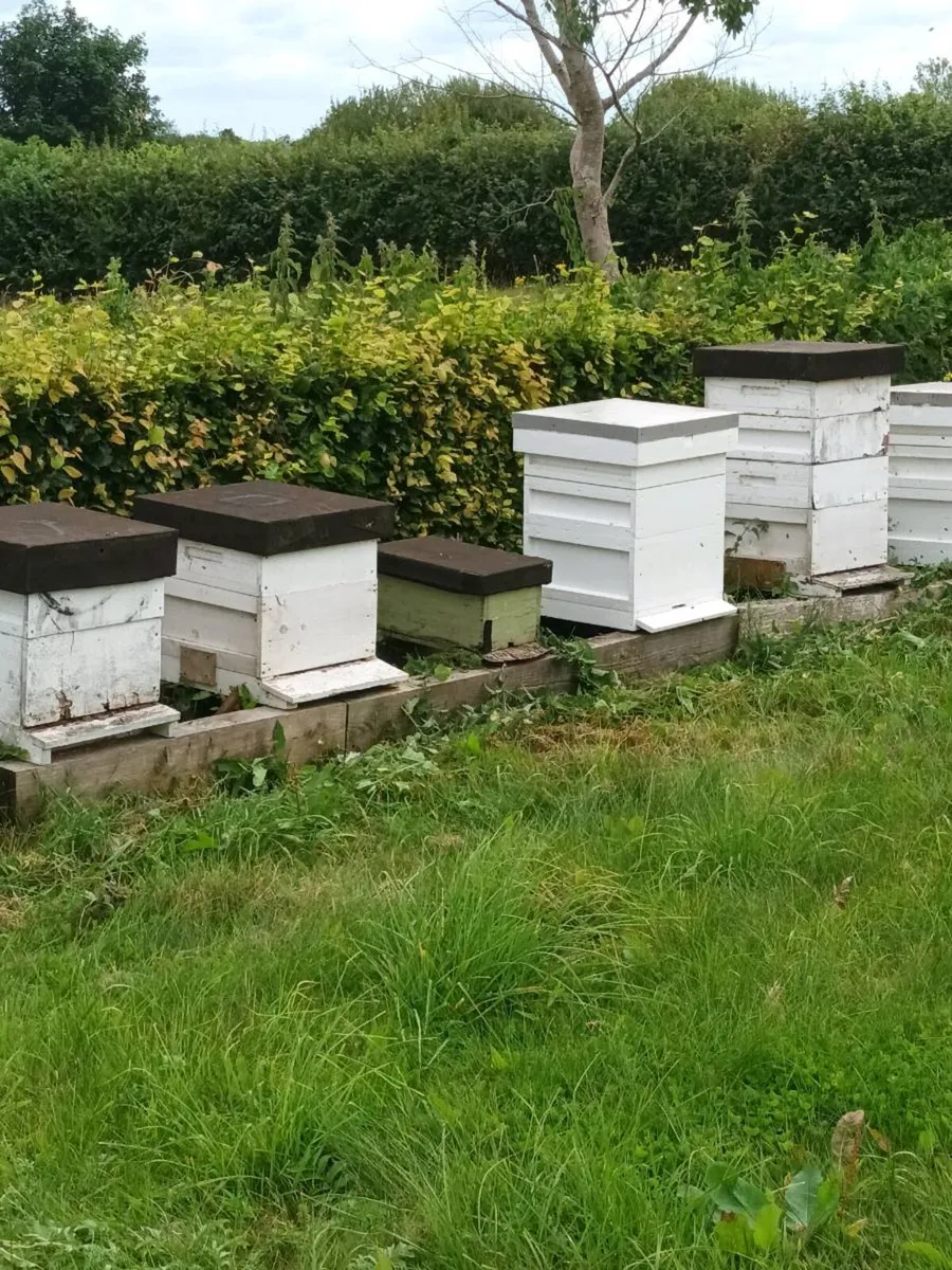 Bees and bee keeping - Image 2