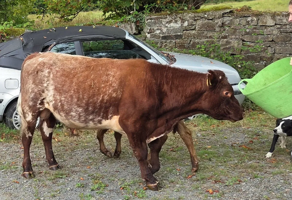 Shorthorn bull PBR SH809 5 star - Image 3