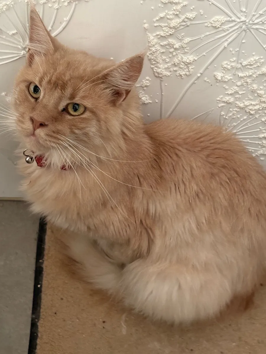Maine coon