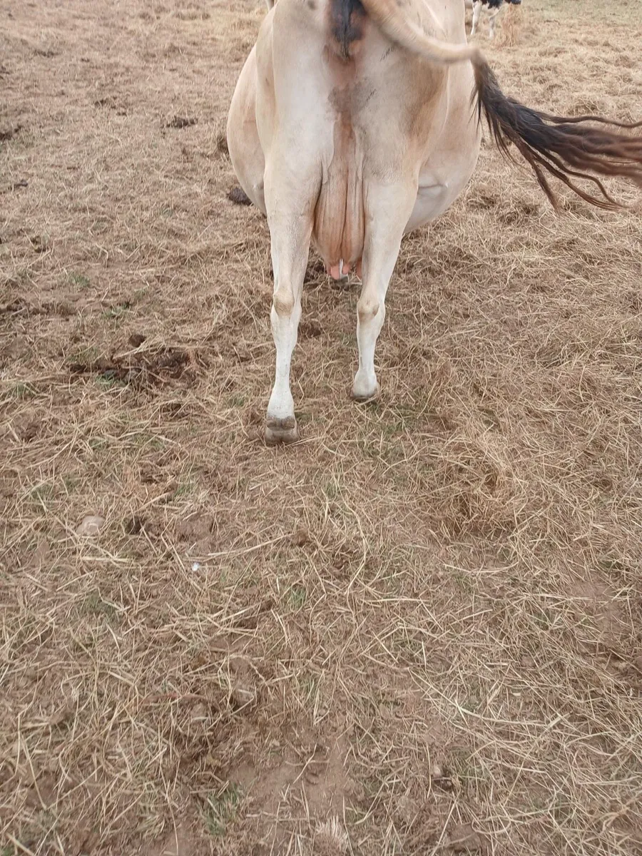 jersey cow and bb wealing back in calf - Image 3