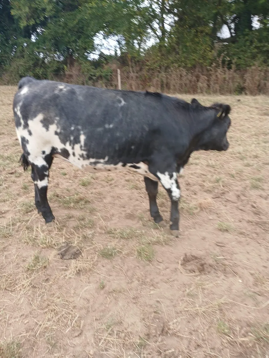jersey cow and bb wealing back in calf - Image 4