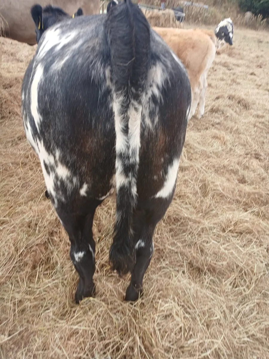 jersey cow and bb wealing back in calf - Image 1