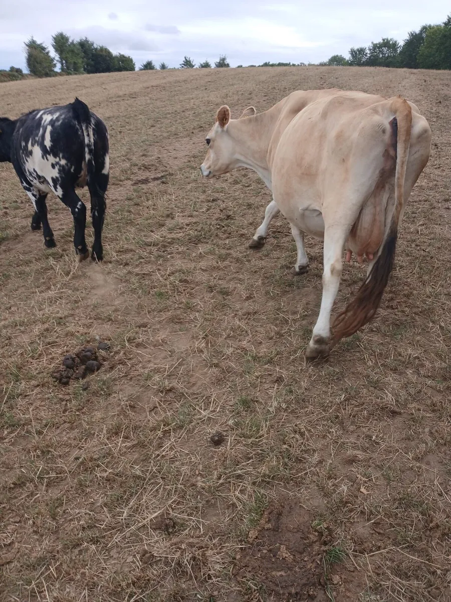 jersey cow and bb wealing back in calf - Image 2