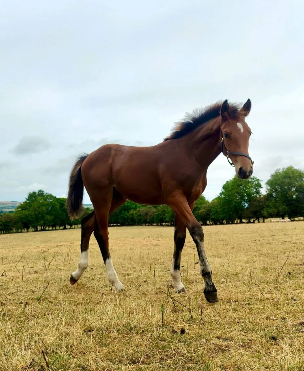 Well bred showjumping filly foal - Image 4