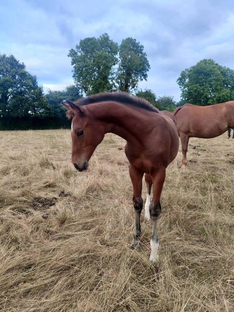 Well bred showjumping filly foal - Image 1