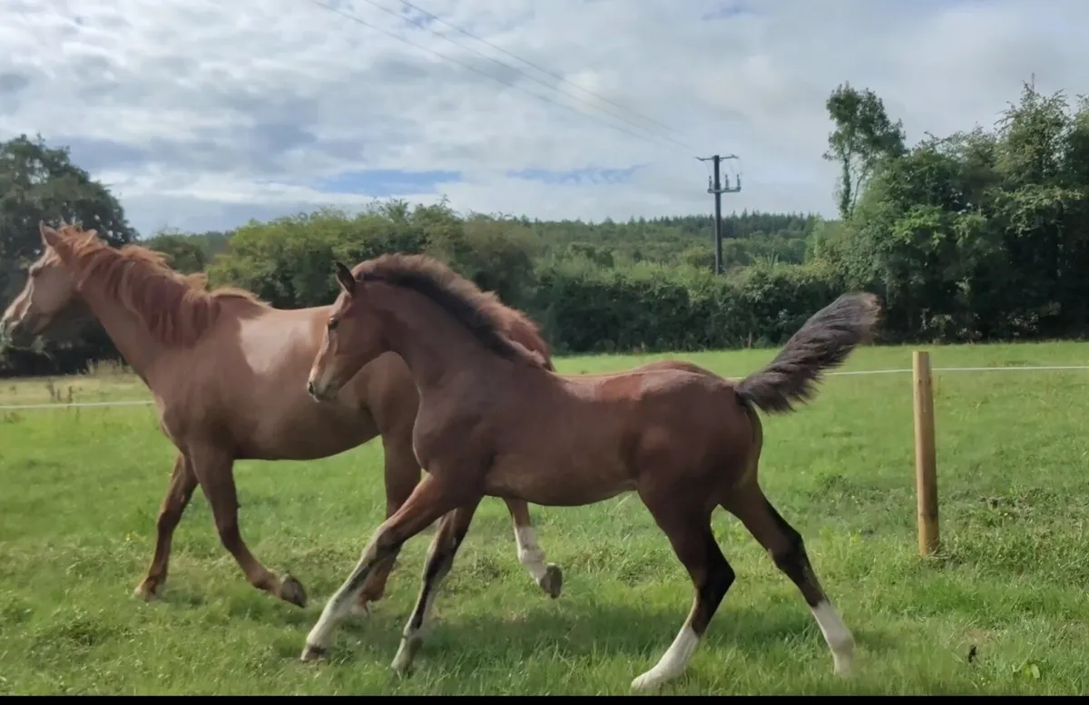 Well bred showjumping filly foal - Image 2