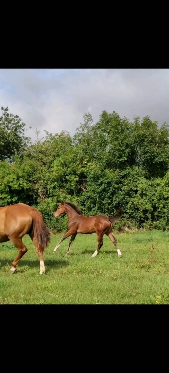 Well bred showjumping filly foal - Image 3