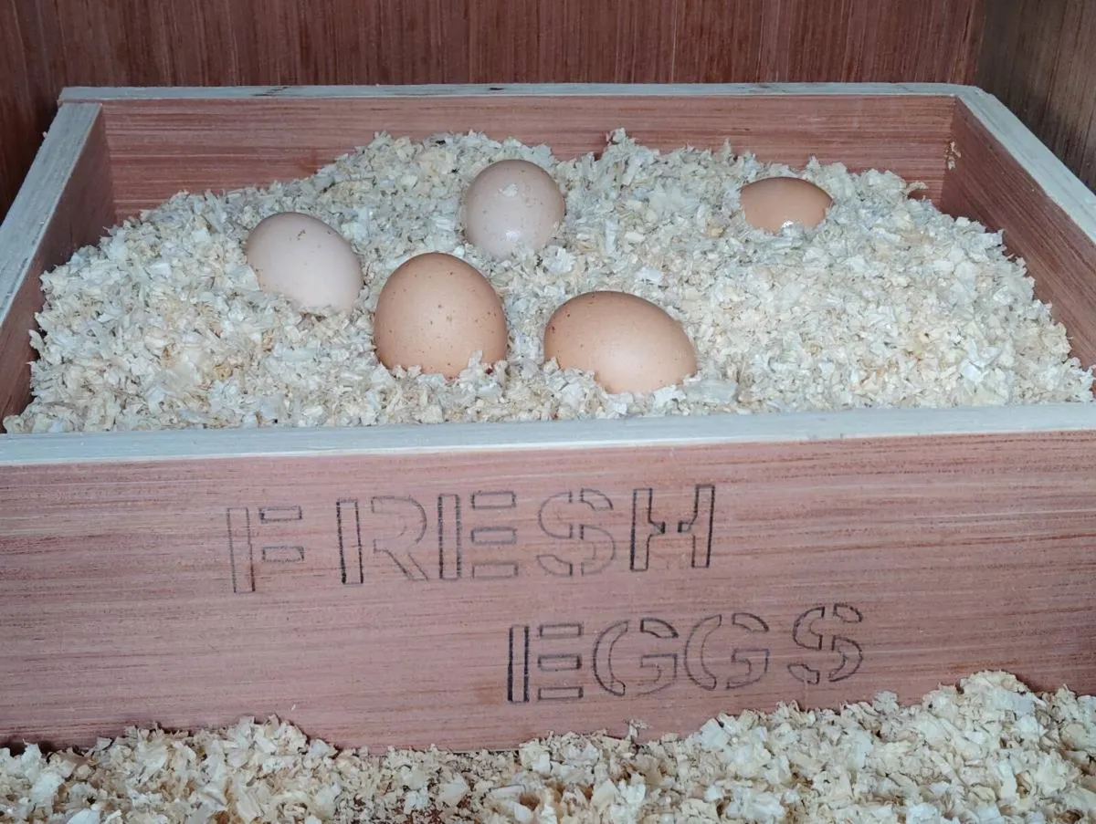Chicken Coop - Image 2
